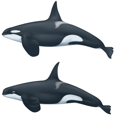 The top image shows the killer whale we are all used to, but you can see this potentially new species’ odd qualities in the bottom illustratration. It’s got a smaller eye patch with a pointier dorsal fin and a funny round head.